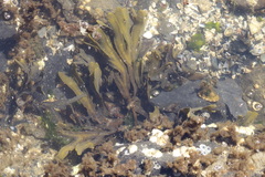 Fucus