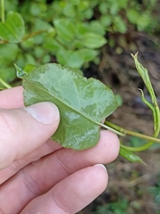 Muehlenbeckia australis