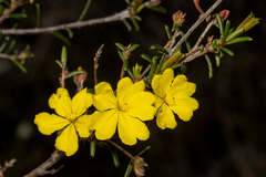 Hibbertia lineata