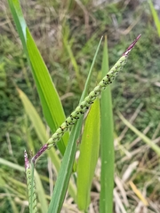 Urochloa