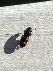 Glischrochilus quadripunctatus