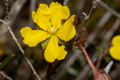Hibbertia lineata