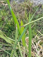 Urochloa