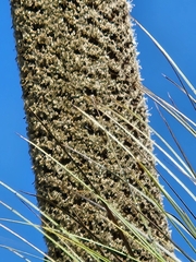 Xanthorrhoea glauca