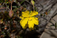 Hibbertia lineata