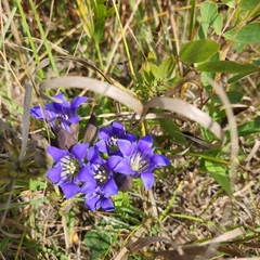 Gentiana puberulenta