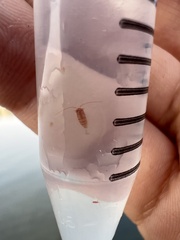 Copepoda