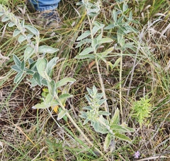Lithospermum occidentale