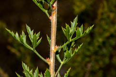 Petrophile diversifolia