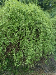 Muehlenbeckia australis