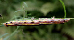 Trichordestra legitima