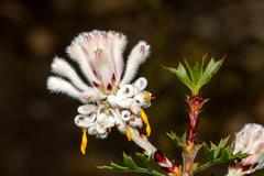 Petrophile diversifolia