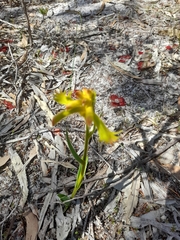 Anigozanthos humilis