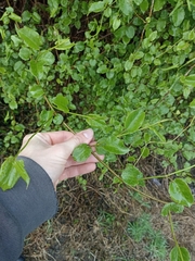 Muehlenbeckia australis