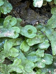 Marchantia