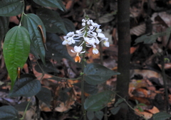 Calanthe zollingeri