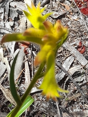 Anigozanthos humilis