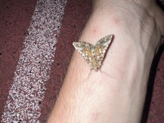 Autographa corusca
