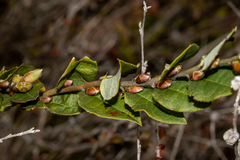 Bossiaea ornata