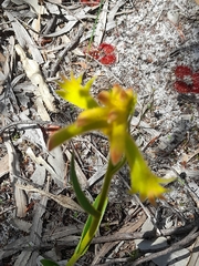 Anigozanthos humilis