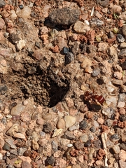 Pogonomyrmex barbatus