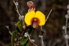 Bossiaea ornata