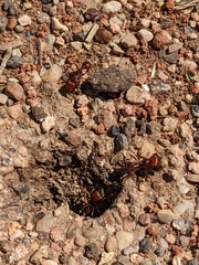 Pogonomyrmex barbatus