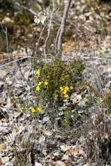 Hibbertia gracilipes