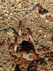 Pogonomyrmex occidentalis