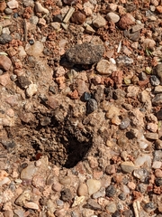 Pogonomyrmex barbatus