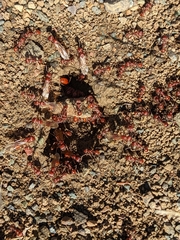 Pogonomyrmex occidentalis