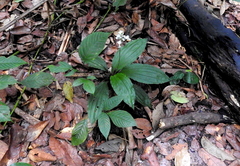 Calanthe zollingeri