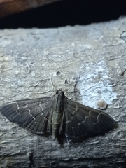Pilocrocis ramentalis