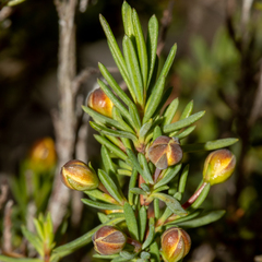 Hibbertia gracilipes