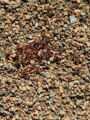 Pogonomyrmex occidentalis