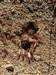 Pogonomyrmex occidentalis