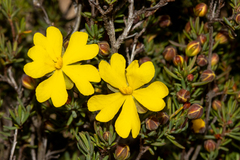 Hibbertia gracilipes