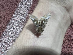 Autographa corusca
