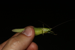 Neoconocephalus ensiger