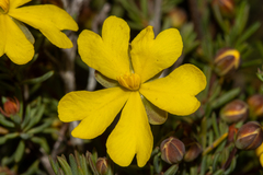 Hibbertia gracilipes
