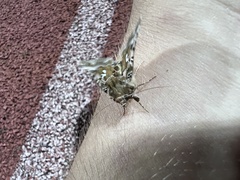 Autographa corusca