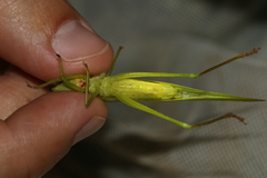 Neoconocephalus ensiger