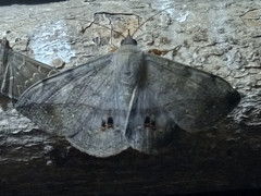 Anticarsia gemmatalis