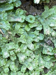 Marchantia