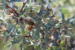 Berberis trifoliolata