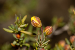 Hibbertia gracilipes
