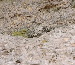 Hyla arenicolor