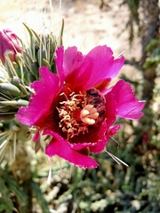 Diadasia