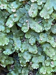Marchantia
