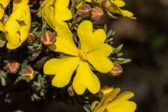 Hibbertia gracilipes